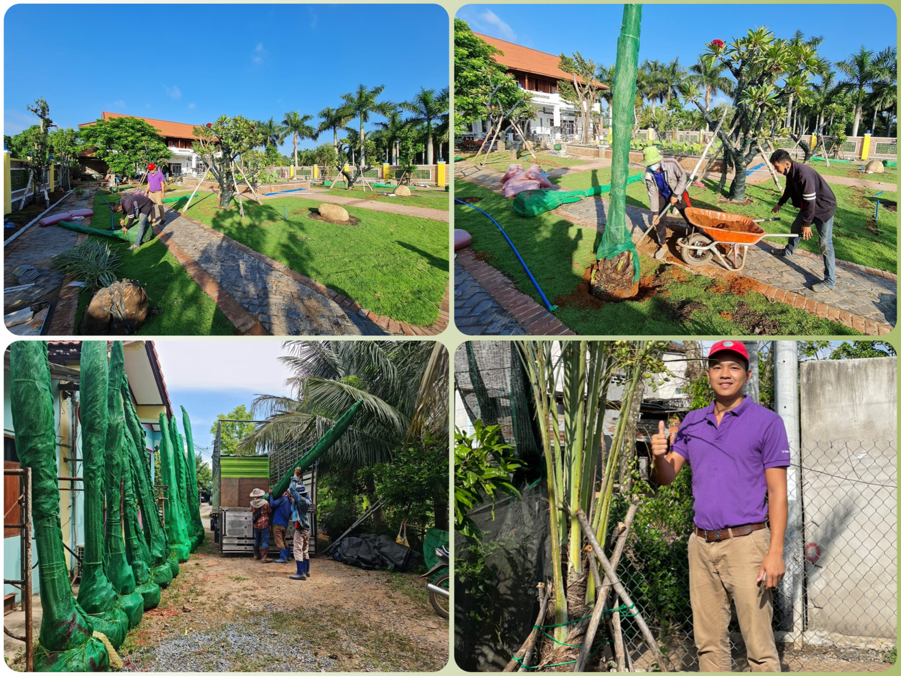 Cây chà là trồng khuôn viên biệt thự